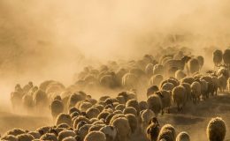 Konya’da sürü sahipleri, 2 koyun ve 1 keçiyi kaybeden çobana kadın kıyafeti giydirip tecavüz etti