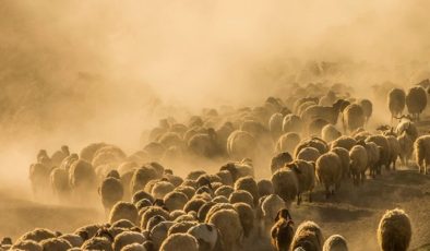 Konya’da sürü sahipleri, 2 koyun ve 1 keçiyi kaybeden çobana kadın kıyafeti giydirip tecavüz etti