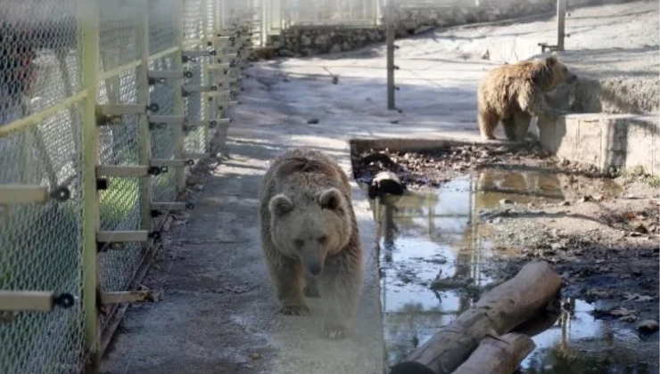 Antalya Hayvanat Bahçesi’nde Ayı Ailesi ve Kaplumbağalar Stres Yaşıyor