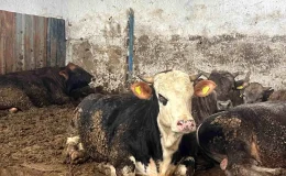 Bayburt’ta Kurbanlık Piyasası Hareketlendi