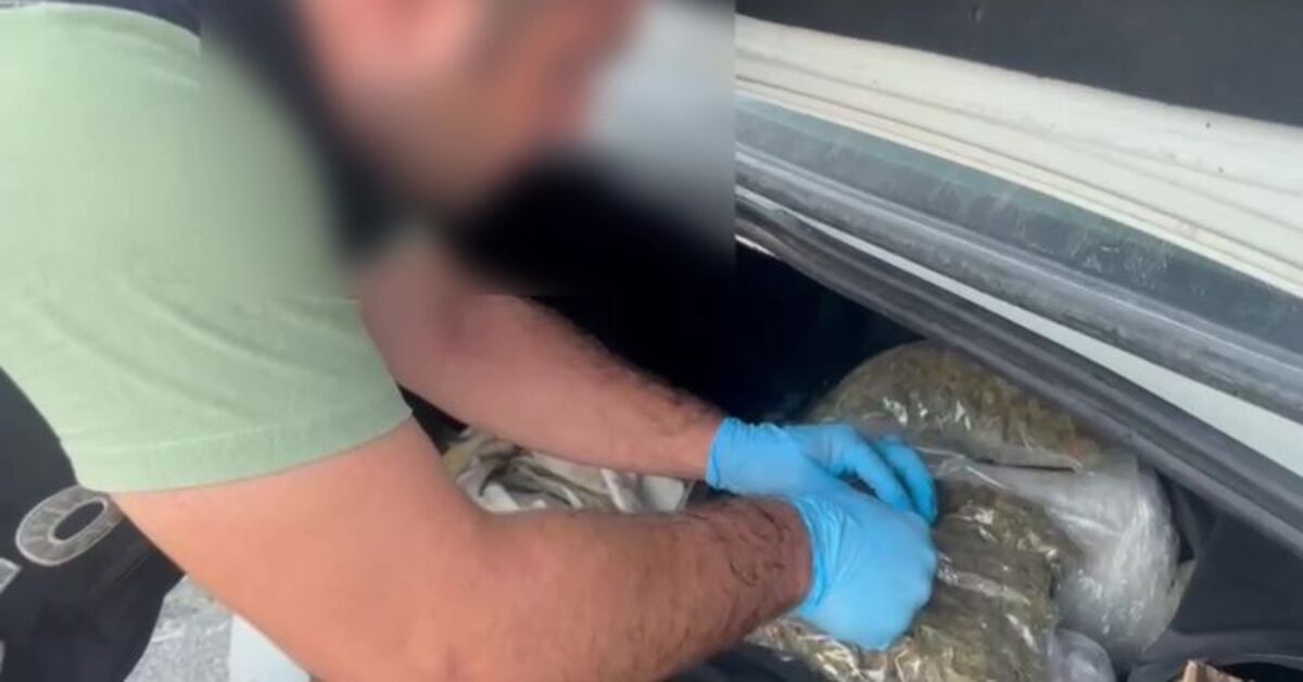 Artvin’de 502 kg esrar ele geçirildi