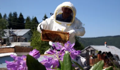 Deli Bal Üretimi Başladı