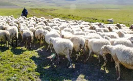 Türkiye, Afganistan’la çoban pazarlığına başladı: Acilen 150 bin kişiye ihtiyacımız var