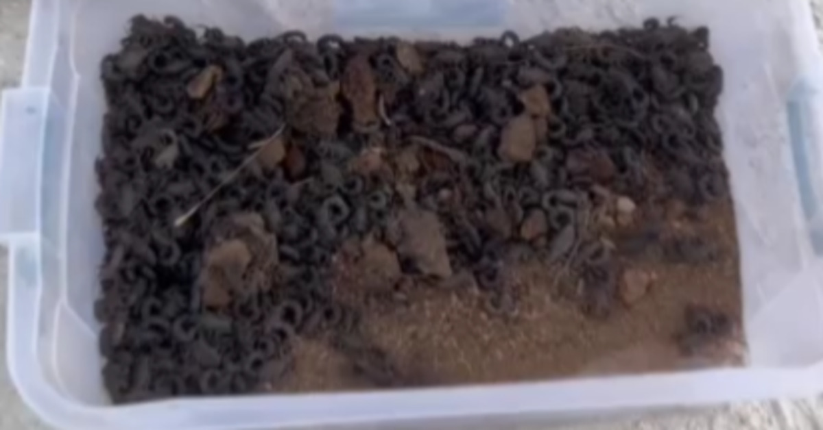 Şanlıurfa’da canlı akrep toplayan kişiye 387 bin lira para cezası kesildi