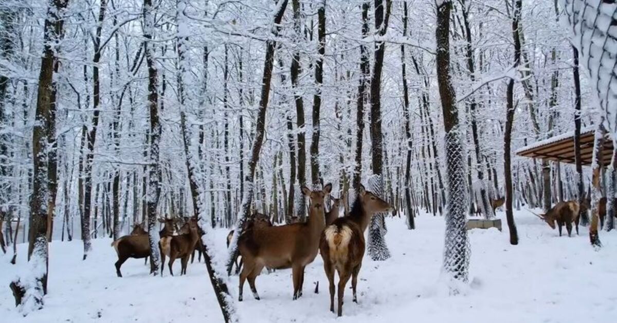 Avrupa’nın en büyük doğal yaşam parkı beyaza büründü